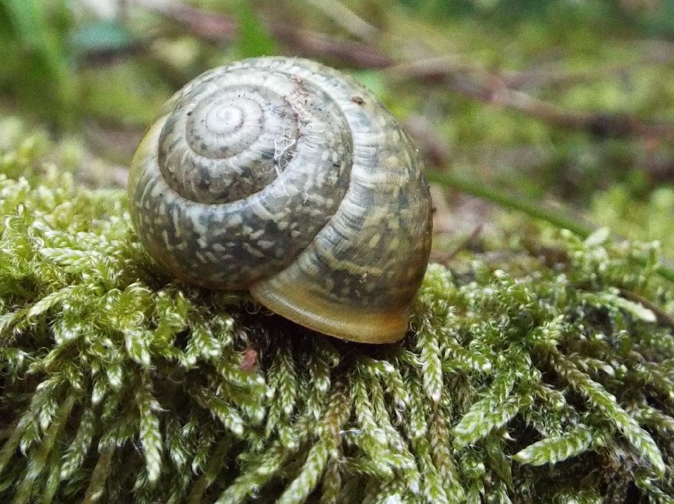 Chiocciole da identificare: Arianta arbustorum